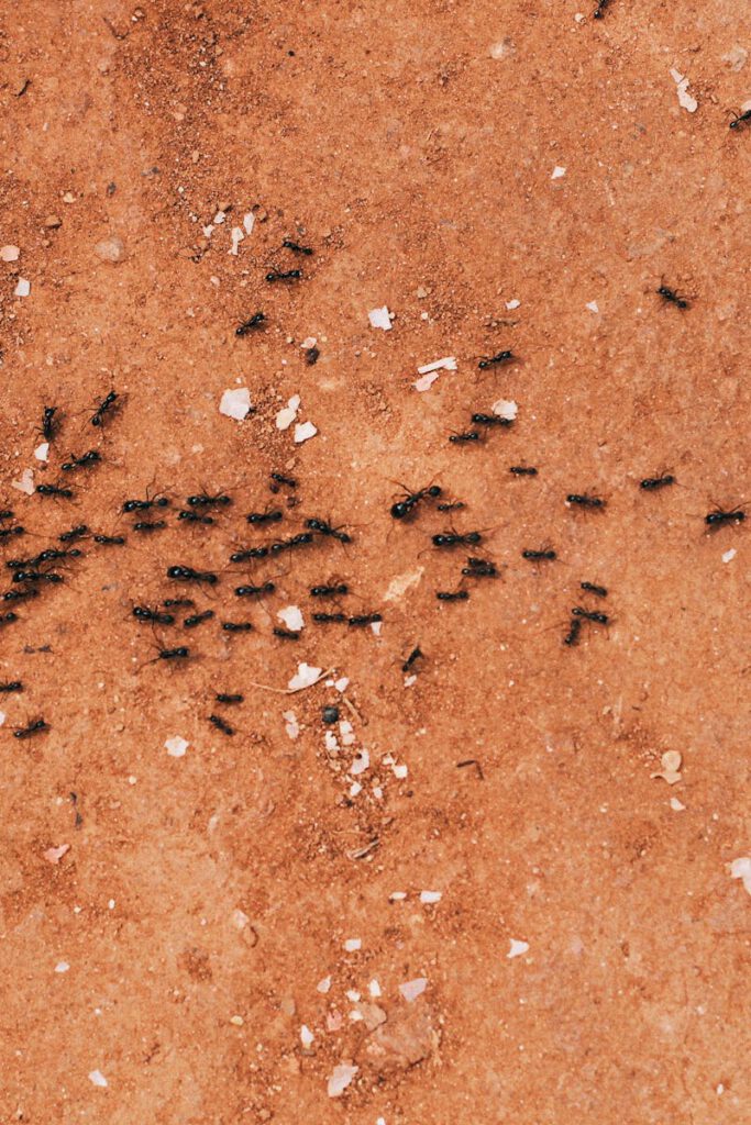 Close-up of a group of ants walking on a textured brown earth surface.